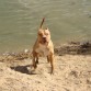 Zeron´s Pit Bull Kina